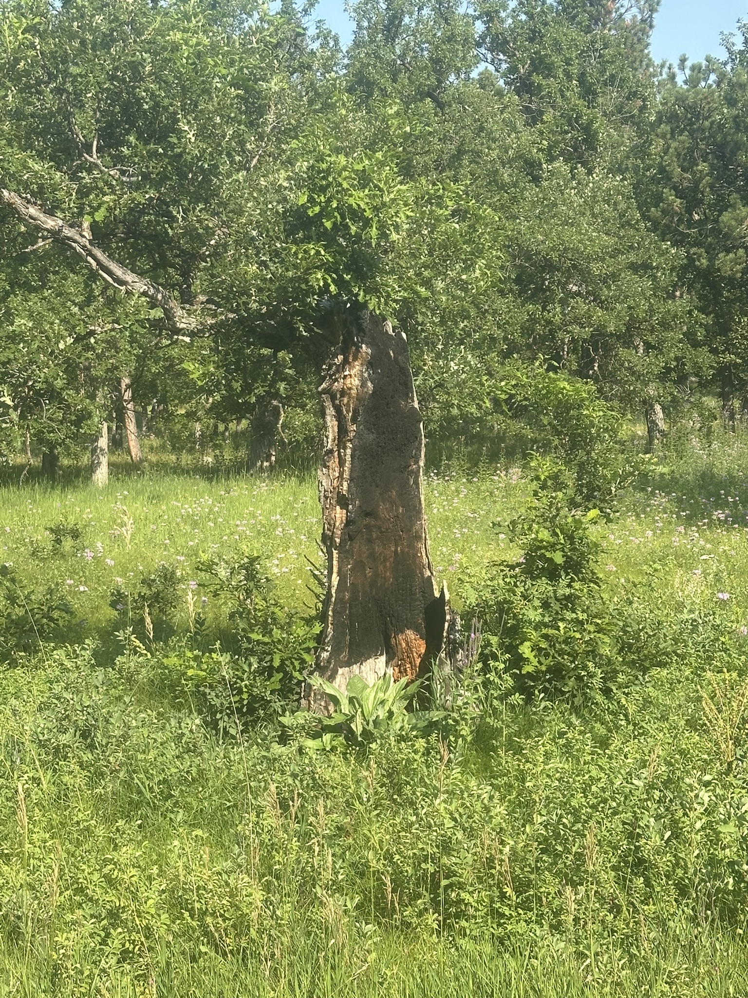 South Dakota - Image 55